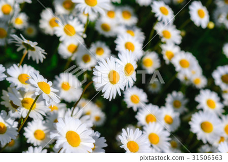 图库照片: selective focus daisy flowers - wild chamomile