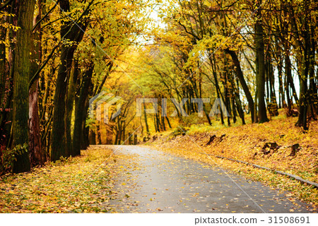 图库照片: autumn landscape in the forest with old road