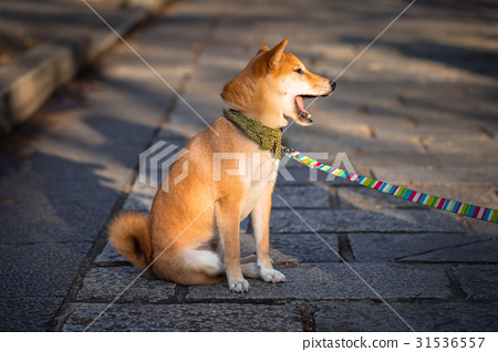 图库照片: japanese akita dog on the walk