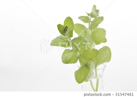 图库照片: 薄荷叶