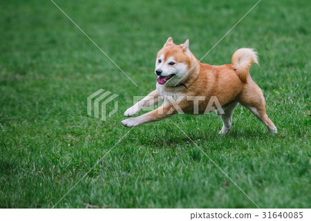 图库照片: japanease dog shiba inu running on the grass