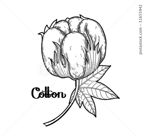 图库插图: graphic cotton plants