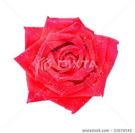 图库照片: red rose isolated on white background