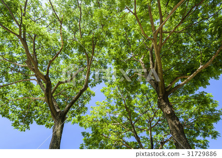 in the green tree,thegreentree 图库照片: green trees in the park