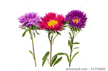 图库照片: aster flower