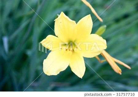 图库照片: flower bright yellow, lemon