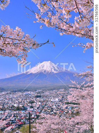 图库照片: 富士山 樱花 盛开