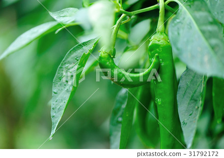 图库照片: green pepper plants in growth at vegetable garden