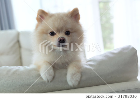 图库照片: pomeranian dog cute pet happy smile in home