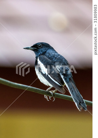 图库照片: oriental magpie-robin, bird perching on a branch.