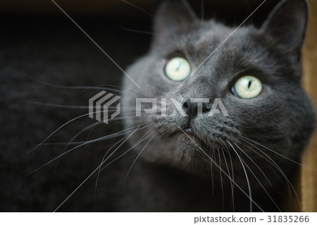 图库照片: british shorthair cat in the box
