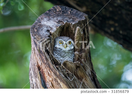 图库照片: spotted owlet in the tree hole.