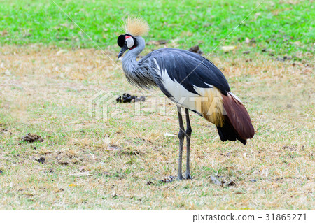 图库照片: grey crowned crane.