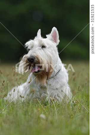 图库照片: white (wheaten) scottish terrier, sitting on green