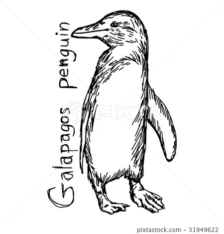 图库插图: galapagos penguin - vector illustration sketch