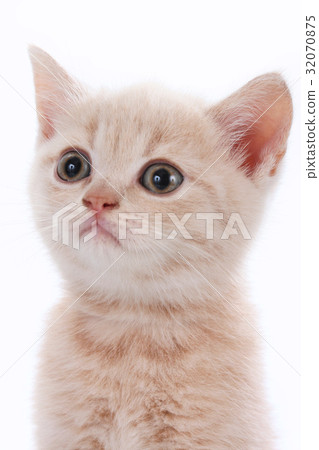 图库照片: face of a cute kitten