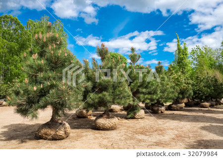 图库照片: pine trees on tree farm.