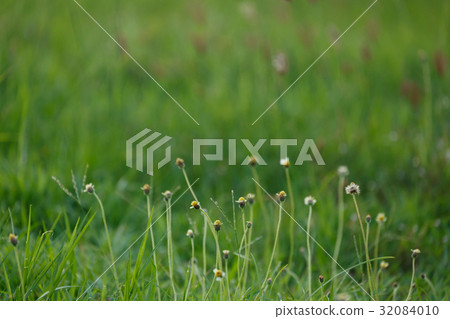 图库照片: green grass flower field