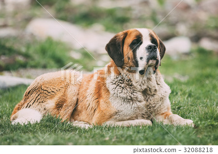 图库照片: st. bernard or st bernard dog sit outdoor in green