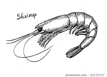 插图素材: shrimp ink sketch. 查看全部