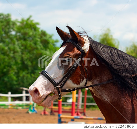 图库照片 pinto horse with blue eyes and black mane