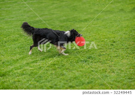 图库照片: funny frisbee catch with the owner. dog carrying