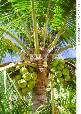 图库照片: coconut on the tree