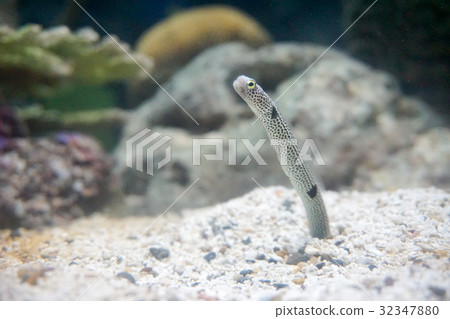 图库照片: spotted garden eel.