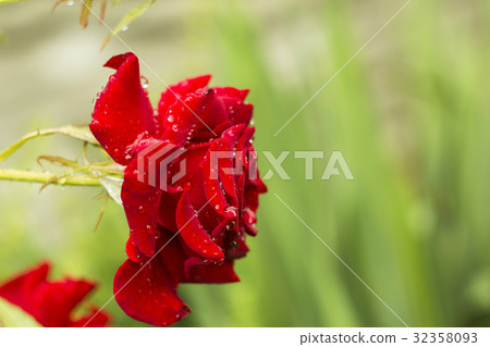 图库照片: flower red rose with raindrops, side view