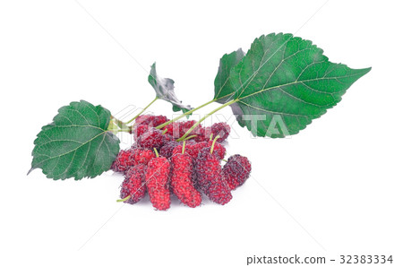 照片素材(图片): fresh organic mulberries with green berry leaf