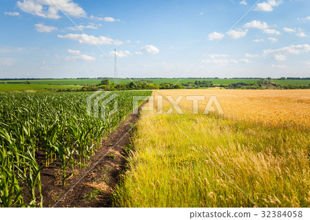 图库照片: corn and wheat field in early morning light