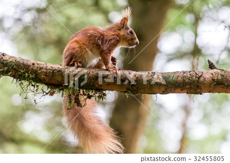 图库照片 red squirrel at snaizeholme hoar