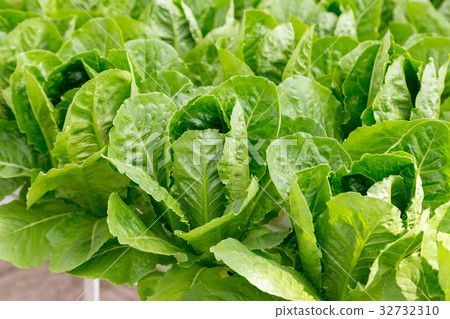 图库照片: green cos lettuce salad in the hydroponic system