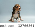 beagle dog puppy 32766861