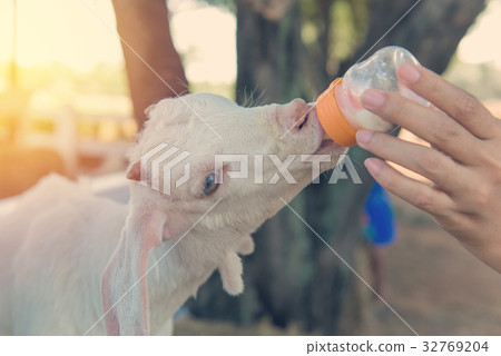 图库照片: long wool sheep feeding from milk bottle in farm