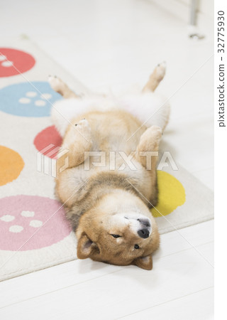 构图 仰面躺 照片 shiba inu 首页 照片 姿势_表情_动作 构图 仰面躺