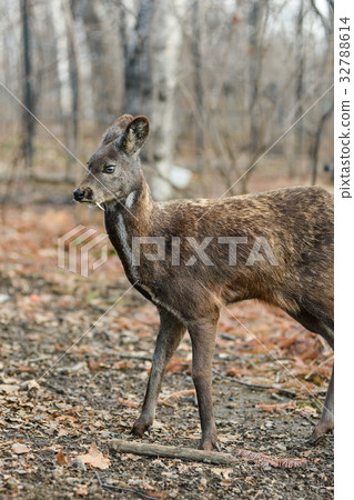 图库照片 siberian musk deer hoofed animal rare pair