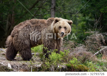 图库照片: brown bear in the forest