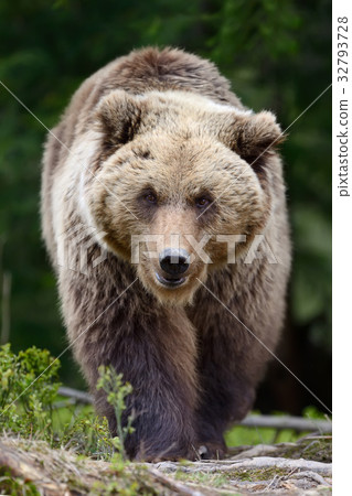 图库照片: brown bear in the forest
