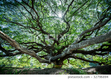 stock photo: large samanea saman tree with branch