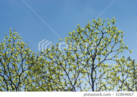 图库照片: tree branch in the spring season.