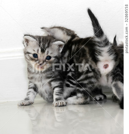 图库照片: cute american shorthair cat kitten with copy space