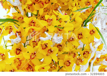 图库照片 beautiful yellow orchid flower blossom background