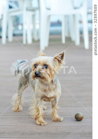 图库照片: dog yorkshire terrier with short hair