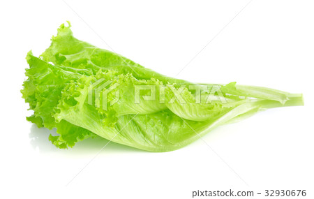 图库照片: fresh green lettuce isolated on a white