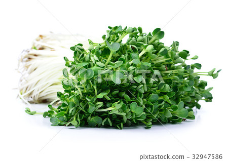 图库照片: kaiware sprout, japanese vegetable or watercress