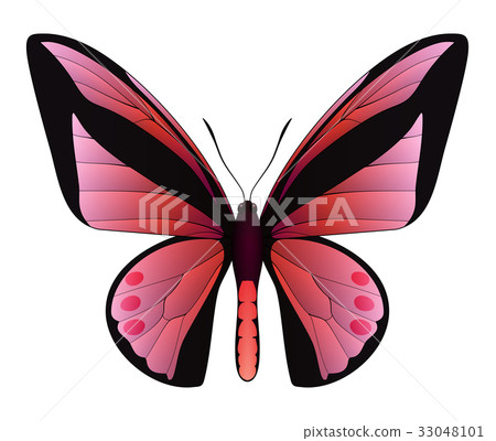 插图素材: beautiful butterfly isolated on a white background