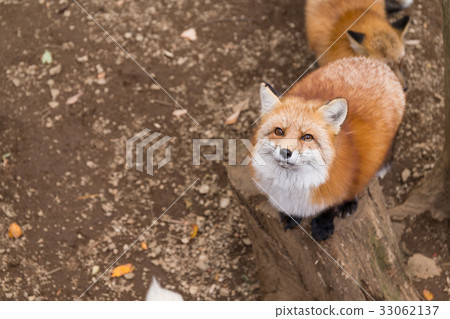 图库照片 cute fox looking up