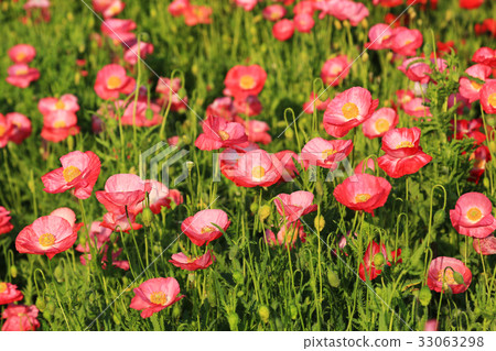 poppy 3296 首页 照片 住宅_室内装饰 房子外部 花园 chalet poppy