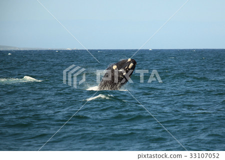 图库照片: southern right whale jumping out of the water